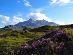 Heather & Mountains on the Isle of Skye